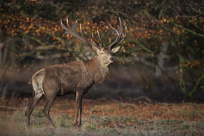 BUITEN BEELD Foto: 329432