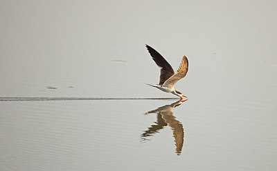 BUITEN BEELD Foto: 329438