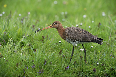 BUITEN BEELD Foto: 329449