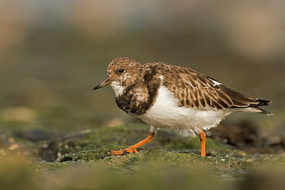 BUITEN BEELD Foto: 329474
