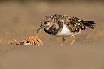 BUITEN BEELD Foto: 329478