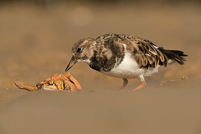 BUITEN BEELD Foto: 329485