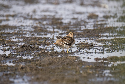 BUITEN BEELD Foto: 329515