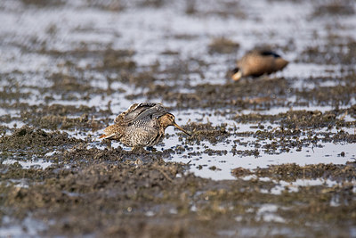 BUITEN BEELD Foto: 329516