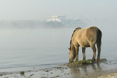 BUITEN BEELD Foto: 329526