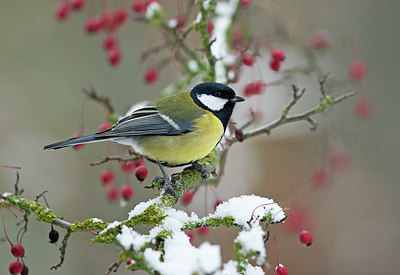 BUITEN BEELD Foto: 329531