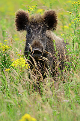 BUITEN BEELD Foto: 329547