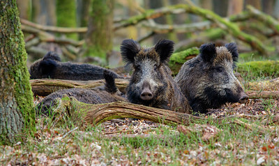BUITEN BEELD Foto: 329548