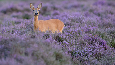 BUITEN BEELD Foto: 329554