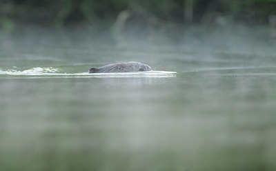 BUITEN BEELD Foto: 329557