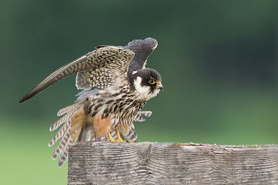 BUITEN BEELD Foto: 329571