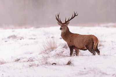 BUITEN BEELD Foto: 329577