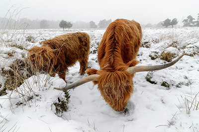 BUITEN BEELD Foto: 329580