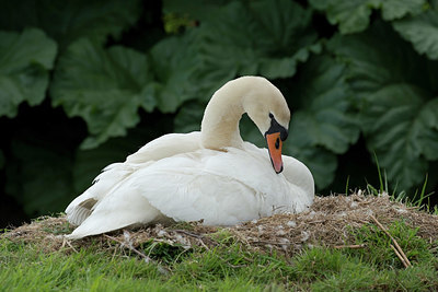 BUITEN BEELD Foto: 329582