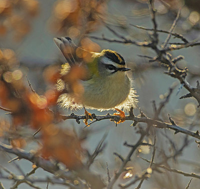 BUITEN BEELD Foto: 329588