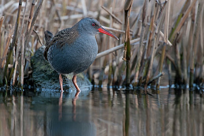 BUITEN BEELD Foto: 329596