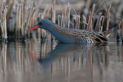 BUITEN BEELD Foto: 329597