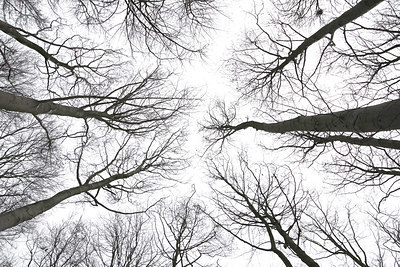 BUITEN BEELD Foto: 329614