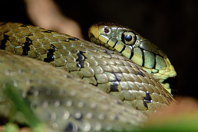 BUITEN BEELD Foto: 329616