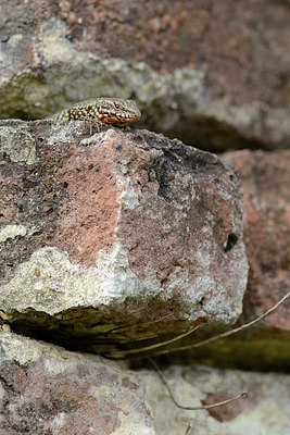 BUITEN BEELD Foto: 329617