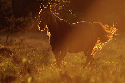 BUITEN BEELD Foto: 329633