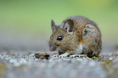 BUITEN BEELD Foto: 329634