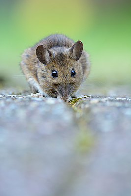 BUITEN BEELD Foto: 329635