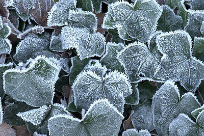 BUITEN BEELD Foto: 329648
