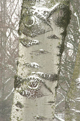 BUITEN BEELD Foto: 329650