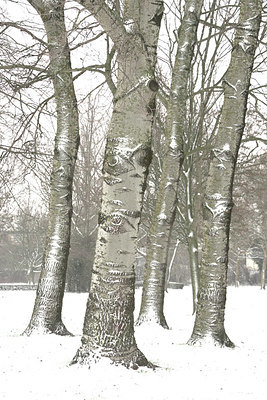 BUITEN BEELD Foto: 329651