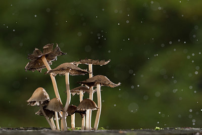 BUITEN BEELD Foto: 329667