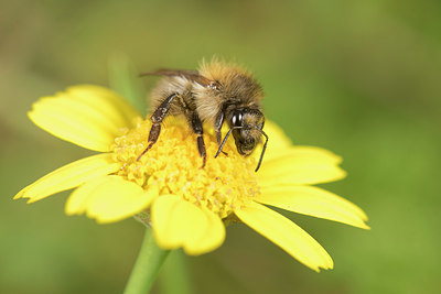 BUITEN BEELD Foto: 329685