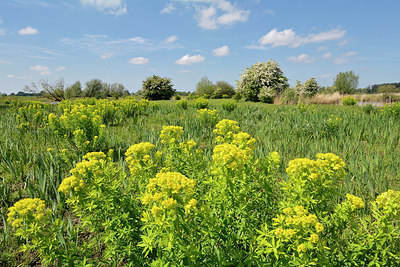 BUITEN BEELD Foto: 329725
