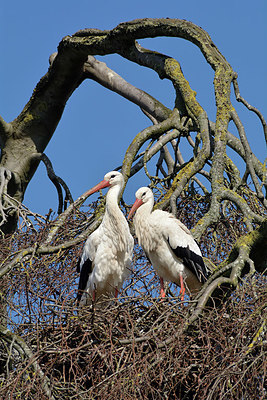 BUITEN BEELD Foto: 329740