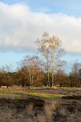 BUITEN BEELD Foto: 329744