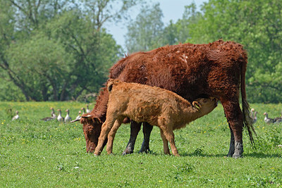 BUITEN BEELD Foto: 329750