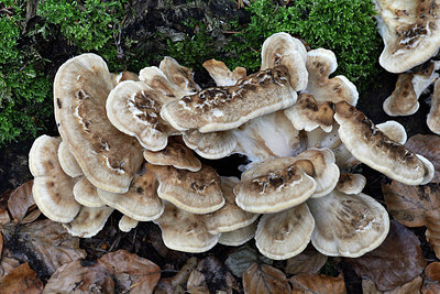 BUITEN BEELD Foto: 329754