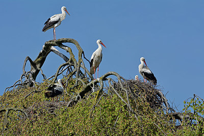 BUITEN BEELD Foto: 329757