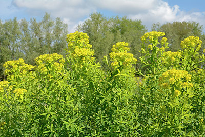 BUITEN BEELD Foto: 329760