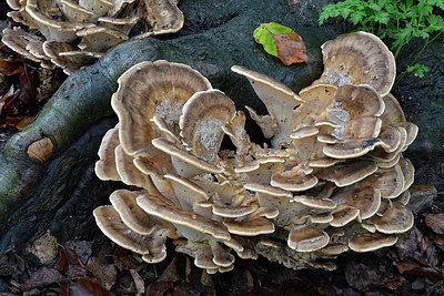 BUITEN BEELD Foto: 329776
