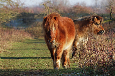 BUITEN BEELD Foto: 329801