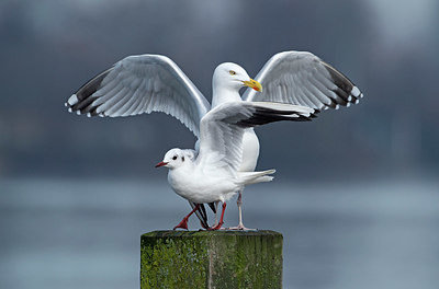 BUITEN BEELD Foto: 329836