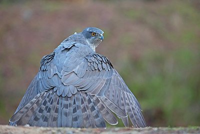 BUITEN BEELD Foto: 329845