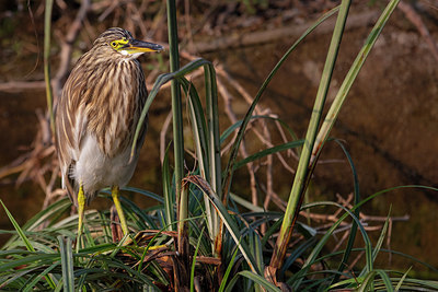 BUITEN BEELD Foto: 329849