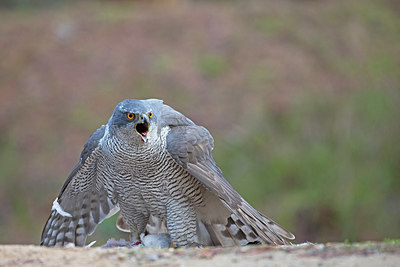 BUITEN BEELD Foto: 329851