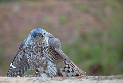 BUITEN BEELD Foto: 329852