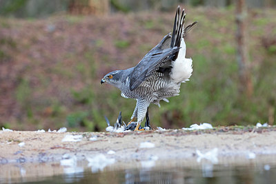 BUITEN BEELD Foto: 329855