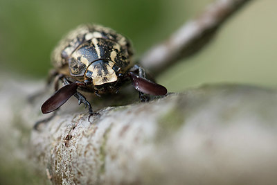 BUITEN BEELD Foto: 329865