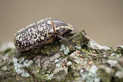BUITEN BEELD Foto: 329869