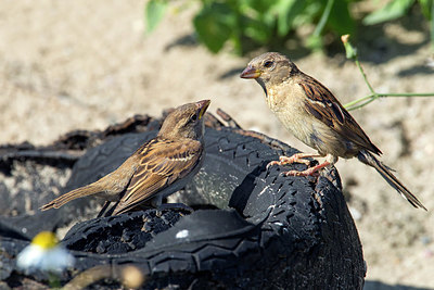 BUITEN BEELD Foto: 329882